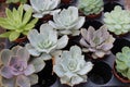 Stunning background image of thick healthy leaves of succulents in zen garden