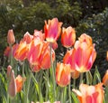 Stunning backlit grouping of several red tulips