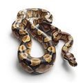 Beautiful Ball Python Snake Coiled on White Background