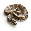 Stunning Ball Python Snake in Elegant Coil Pose