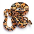 Stunning Ball Python Snake Isolated on White Background