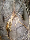 Amazing banyan root in deep tropical forest.