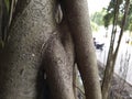 Amazing banyan root in deep tropical forest.