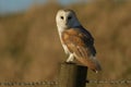 A magnificent Barn Owl Tyto alba perched on a wooden post on a sunny winters morning. Royalty Free Stock Photo