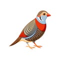 Stunning Beautiful Firetail Bird Colorful Illustration Royalty Free Stock Photo