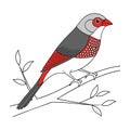 Stunning Beautiful Firetail Bird Colorful Illustration Royalty Free Stock Photo