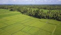 Stunning beautiful landscape aerial view of Bali rice field and jungle palm tree farm with volcano Agung in the background in agri Royalty Free Stock Photo