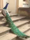 Stunning beautiful peacock.