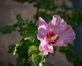 Stunning Pink Hibiscus Growing in Garden