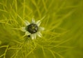 Flower bud of Nigella damascena - love-in-a-mist Royalty Free Stock Photo