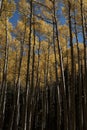 Golden Aspens