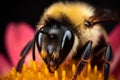 A stunning Bee collecting nectar from flower