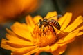 A stunning Bee collecting nectar from flower