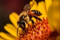 A stunning Bee collecting nectar from flower