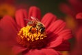 A stunning Bee collecting nectar from flower