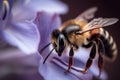 A stunning Bee collecting nectar from flower