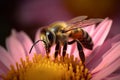 A stunning Bee collecting nectar from flower