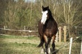 Stunning big horse with pure white face standing in a field Royalty Free Stock Photo