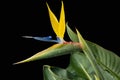 Stunning bird of paradise flower on a black background Royalty Free Stock Photo