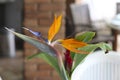 Stunning bird of paradise flower, Strelitzia reginae