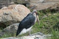 Stunning bird a white and black marabou stork