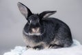 Stunning black bunny rabbit on a grey background. Smart inquisitive face, curious look.