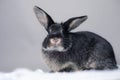 Stunning black bunny rabbit on a grey background. Smart inquisitive face, curious look.