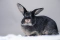 Stunning black bunny rabbit on a grey background. Smart inquisitive face, curious look. Royalty Free Stock Photo