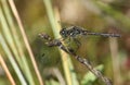 A stunning Black Darter Dragonfly Sympetrum danae perched on a plant at the edge of water.