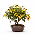 Stunning Black-eyed Susan Bonsai Photography On White Background