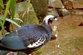 Black-fronted Piping Guan or Jacutinga Bird in the Sunlight