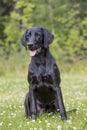 A stunning black labrador retriever sitting on a green lawn in Finland.