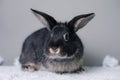 Stunning black bunny rabbit on a grey background. Smart inquisitive face, curious look.