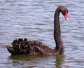 A stunning black Mute Swan swimming gracefully on a Florida lake. Royalty Free Stock Photo