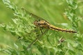 A stunning Black-tailed Skimmer Orthetrum cancellatum perching on a thistle plant. Royalty Free Stock Photo