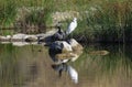 Cormorant and Egret Birds Sitting on a Stone in the Middle of the Lake. Color Contrast. Royalty Free Stock Photo