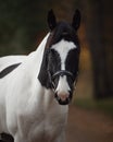 Stunning black and white pinto gelding horse in autumn forest Royalty Free Stock Photo