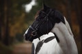 Stunning black and white pinto gelding horse in autumn forest Royalty Free Stock Photo