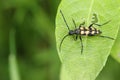 A stunning Black and Yellow Longhorn Beetle Rutpela maculata formerly Strangalia maculata perching on a leaf.