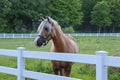 Stunning Blonde Horse