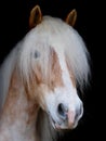 Stunning Blonde Horse