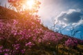 Stunning blooming pink flowers on the hillside in the morning sun, breathtaking floral background of nature. Rhododendron blooms Royalty Free Stock Photo