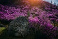 Stunning blooming pink flowers on the hillside in the morning sun, breathtaking floral background of nature. Rhododendron blooms Royalty Free Stock Photo