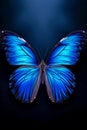 A stunning blue butterfly flutters against the background of a dark space, mesmerizing with its beauty and grace.