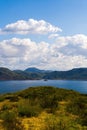 Stunning blue ocean with a beach of yellow blooming flowers along the shore. Royalty Free Stock Photo