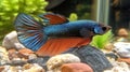 Stunning Blue and Orange Betta Fish in Aquarium Royalty Free Stock Photo