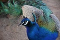 Stunning Blue Peacock with Colorful Feathers Trailing Royalty Free Stock Photo
