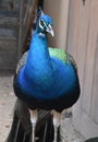 Stunning Blue Peacock with Silky Blue Feathers