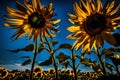 A stunning blue sky is silhouetted by a bright yellow sunflower