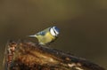 A stunning Blue Tit Cyanistes caeruleus perched on an old log searching for food. Royalty Free Stock Photo